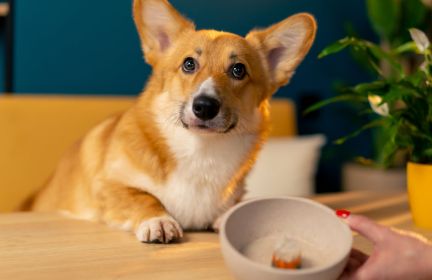 Gelatin for Dogs | Is It Healthy?